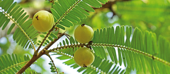 Amlabaum mit Amla-Beeren
