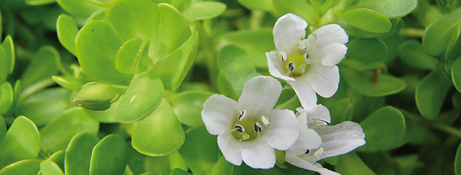 Bacopa monnieri Pflanze mit Blüten