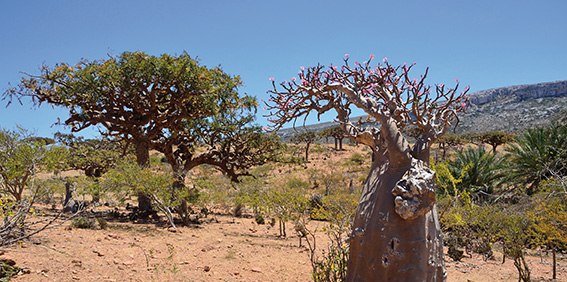 Boswellia serrata Bäume in der Natur