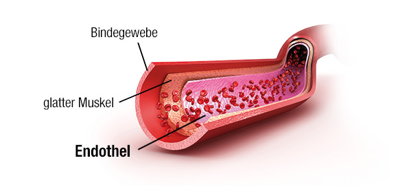 Illustration: Blutader-Schnitt zeigt drei Schichten: Endothel, glatter Muskel und Bindegewebe
