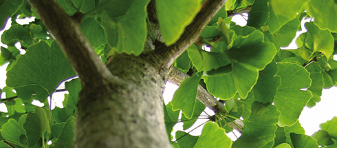 Ginkgobaum Ausschnitt