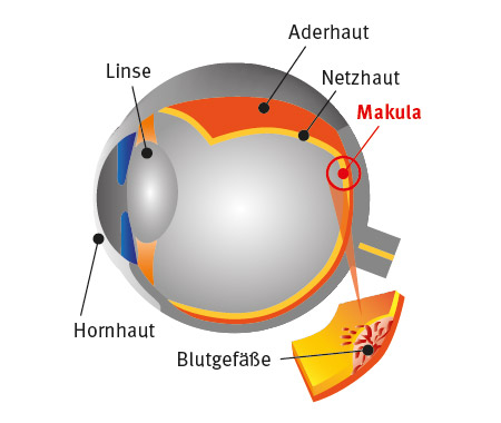 Illustration Aufbau des Auges: Hornhaut, Linse, Aderhaut, Netzhaut, Makula und Blutgefäße