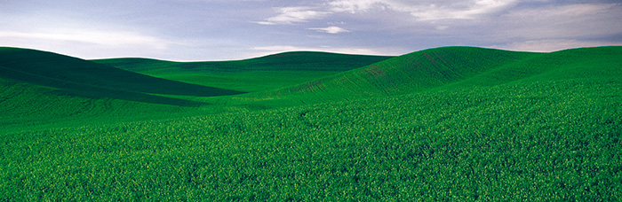 Grünes Hügelfeld