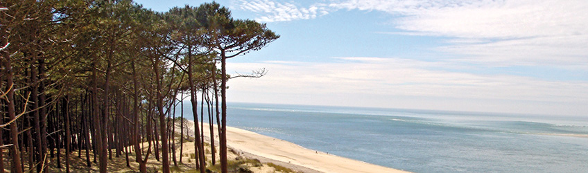 Meereskiefern direkt am Strand
