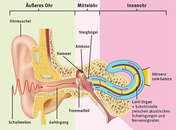 Illustration: Querschnitt des Äußeren Ohrs, Mittelohrs und Innenohrs