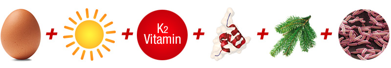 In einer Reihe: Hühnerei, Sonne, Vitamin K2, Calcium, Pinienzweig und Lacto-Bakterien