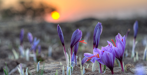 Safranblüten auf dem Feld beim Sonnenuntergang