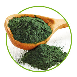 Holzlöffel mit Spirulina Pulver