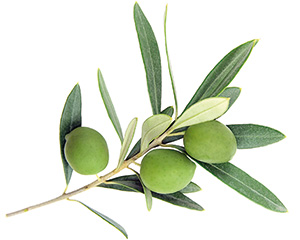 Meditenol Intenz - Oliven